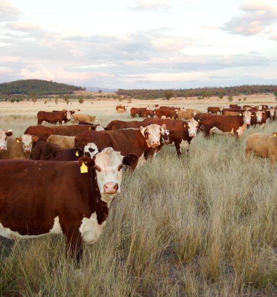 hereford 2